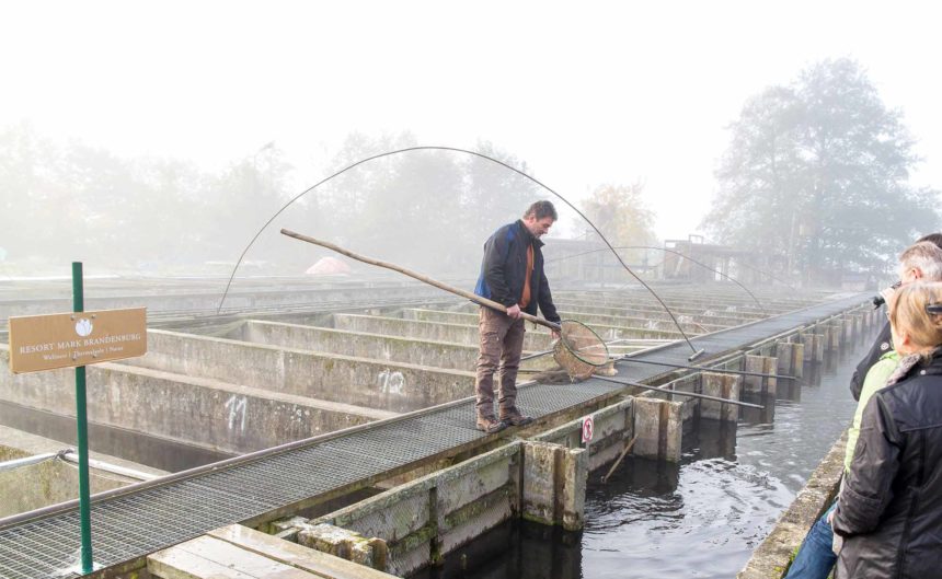 Ein Mann mit Kescher bei der Fischzucht Zippelsförde